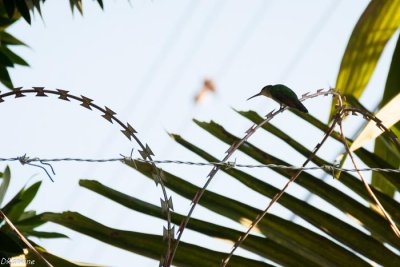 Hummingbird