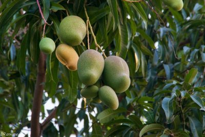 Mangoes