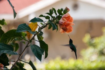 Hummingbird