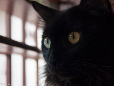 Jean's Cat