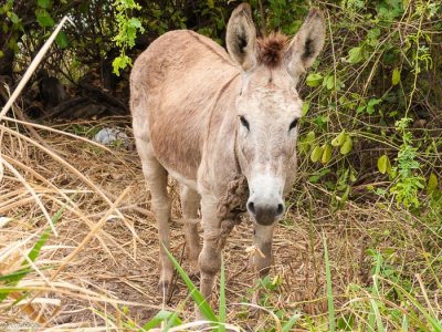 Donkey by the side of the road