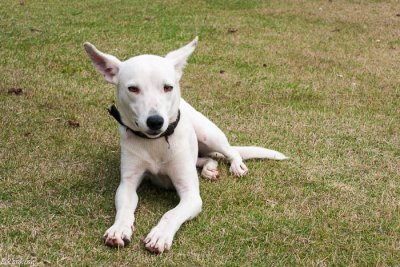 Sibles's Dog