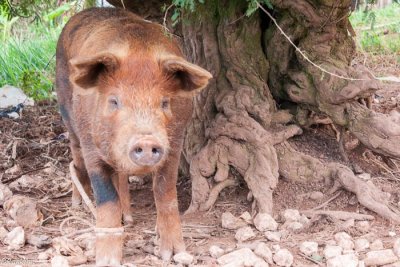 Pig in All Side