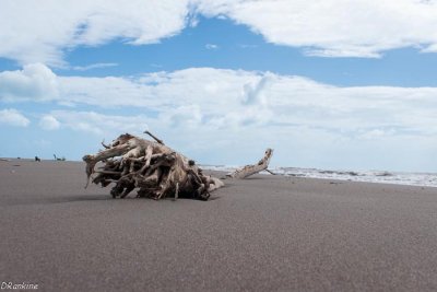 Driftwood