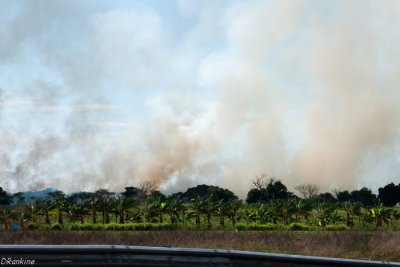 Cane fires in St Catherine