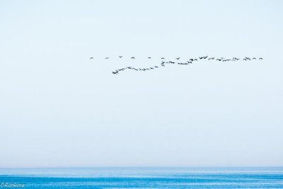 Comorants In Flight