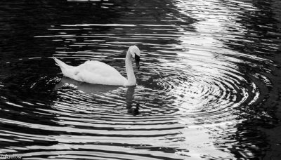 Swan in Black and White