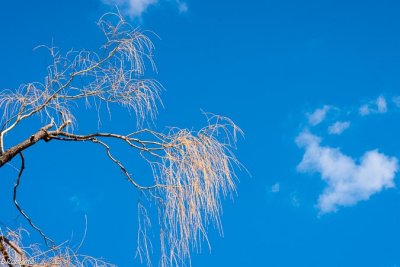 Willow in Spring