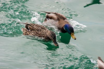 The Chase