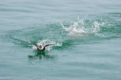 Long Tail Duck in Flight