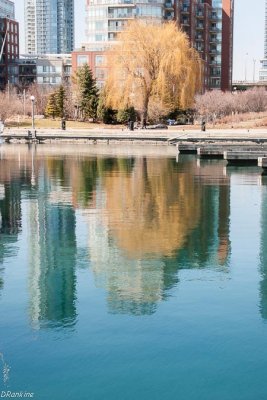 The Willow in Spring