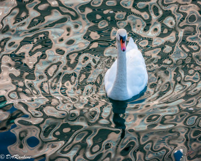Swan in Reflection