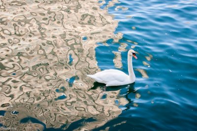 Swan and Condo Reflection