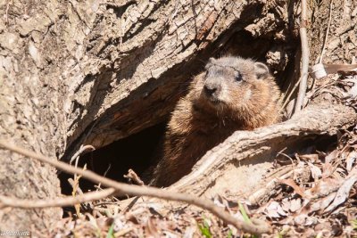 Groundhog in Sunshine