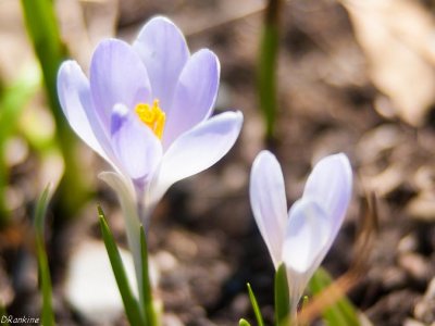 Crocus