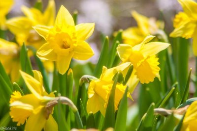Daffodils At Noon