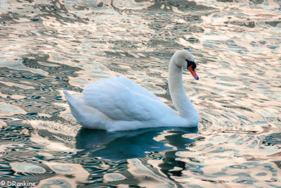 Swan in reflected light of condo