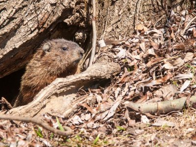 The Groundhog