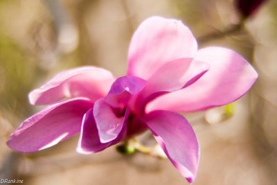 Magnolia