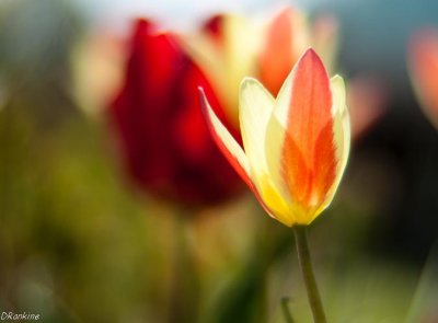 Tulip