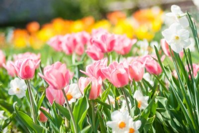 Tulips in Bright Sunlight