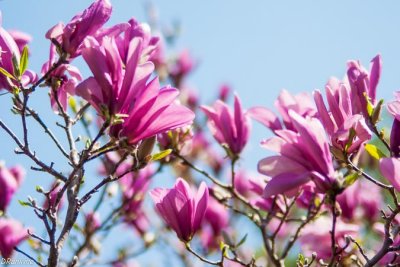 Magnolia in Bloom