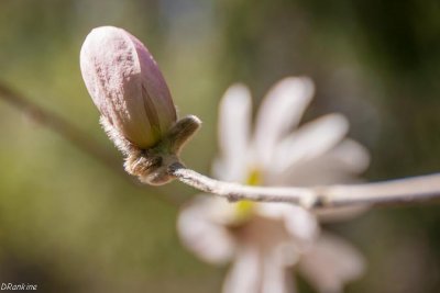 Budding Magnolia