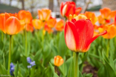 Tulips