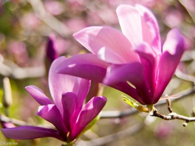 Magnolia