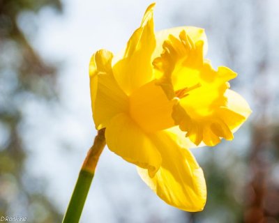 Daffodil In Sunlight