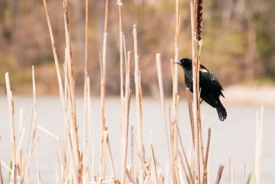 Redwinged on Reed