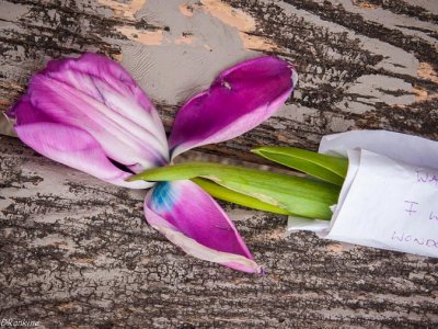 Letter and Tulip