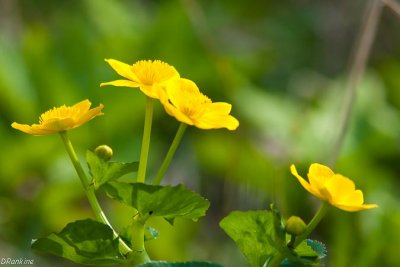 Marsh Marigold