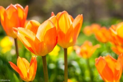 Tulips in Sunlight