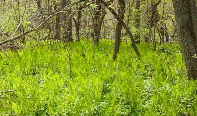Ferns
