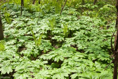Mayapples 