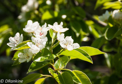 Pear Blossoms