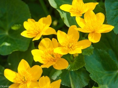 Marsh Marigold