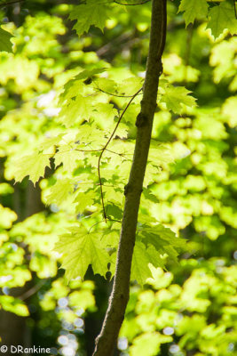 Maple Leaves and Sunlight