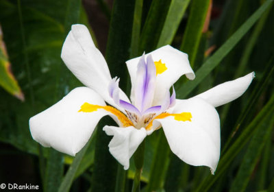 Iris in Allan Gardens