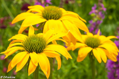 Leilani Coneflower