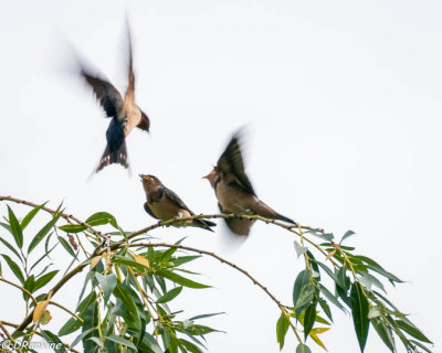 Feeding time for baby swallows