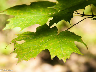 Light on Leaf