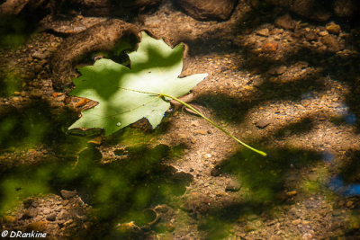 Caught in Sunlight