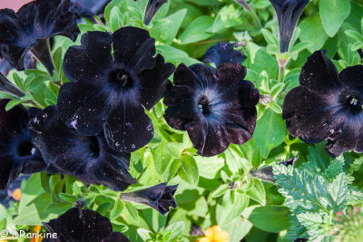 Petunias in Black