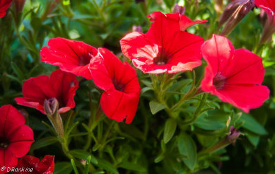 Petunias in Red