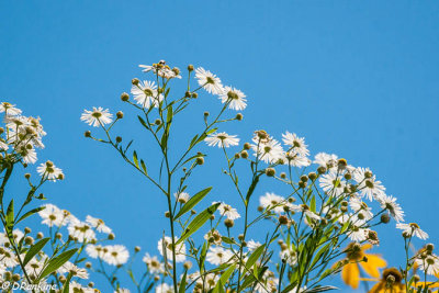 Asters in White