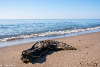 Driftwood and the Blue Horizon