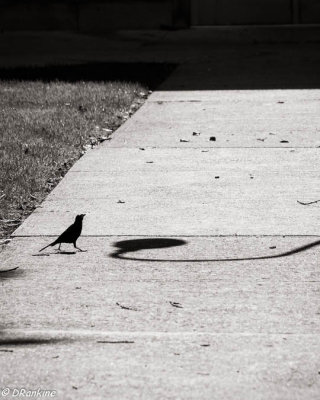 Bird and Shadow