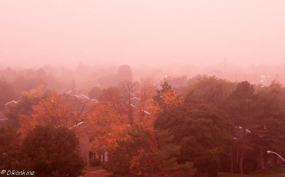 Pink Morning Mist